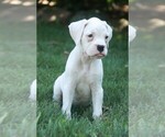 Small #5 Boxer