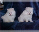 Small #1 Pomeranian