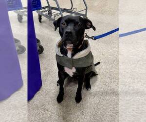 Midnight Lagoon - Male American Staffordshire Terrier-Unknown Mix Dog for Adoption - Photo #11