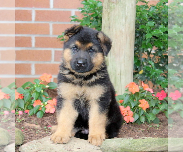 Medium Photo #1 German Shepherd Dog Puppy For Sale in NEW PROVIDENCE, PA, USA