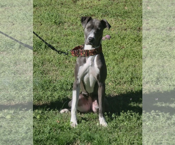 Medium Photo #1 Great Dane-Unknown Mix Puppy For Sale in Huntersville, NC, USA