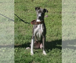 Great Dane-Unknown Mix Dogs for adoption in Huntersville, NC, USA