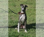 Small Great Dane Mix