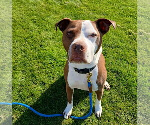 American Pit Bull Terrier Dogs for adoption in St. Cloud, MN, USA