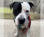 Small #10 American Pit Bull Terrier Mix
