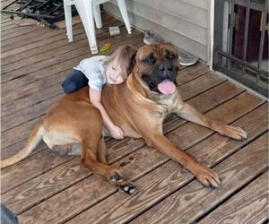 Father of the Bullmastiff puppies born on 06/21/2025