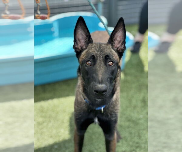 Medium Photo #1 Mutt Puppy For Sale in Imlay City, MI, USA