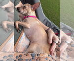 Small #7 Chihuahua