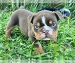 Puppy Rolo Bulldog