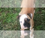Small Photo #30 Bulldog Puppy For Sale in GIBSONIA, PA, USA