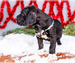 Small #15 Great Dane
