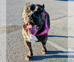 Small American Pit Bull Terrier