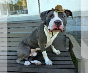 Mutt Dogs for adoption in Long Beach, CA, USA