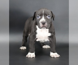 American Bully Puppy for sale in CHAMPAIGN, IL, USA