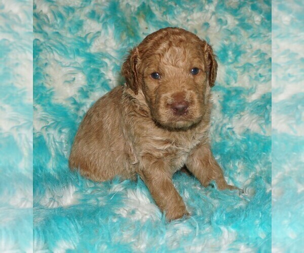 Medium Photo #3 Miniature Labradoodle Puppy For Sale in LA HABRA, CA, USA