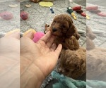 Small #11 Maltipoo