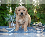 Puppy Skye Golden Retriever