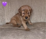 Small #4 Golden Retriever