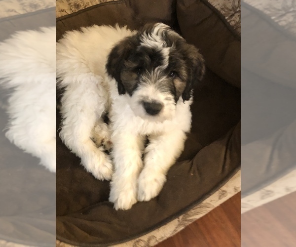Full screen Photo #2 Pyredoodle Puppy For Sale in DACULA, GA, USA