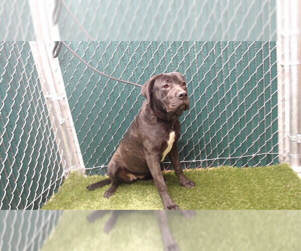 Medium Photo #1 Mutt Puppy For Sale in Downey, CA, USA