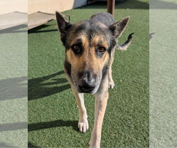 Medium Photo #2 German Shepherd Dog-Unknown Mix Puppy For Sale in Rockwall, TX, USA