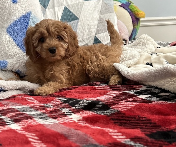 Medium Photo #5 Cavapoo (Miniature) Puppy For Sale in REHOBOTH, MA, USA