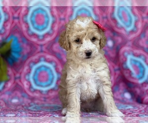 Poodle (Miniature) Puppy for sale in LANCASTER, PA, USA