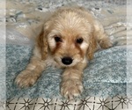 Small Photo #72 Goldendoodle (Miniature) Puppy For Sale in PENSACOLA, FL, USA