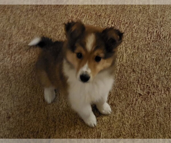 Medium Photo #3 Australian Shepherd-Unknown Mix Puppy For Sale in Genesee, WI, USA