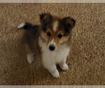 Small #2 Australian Shepherd Mix