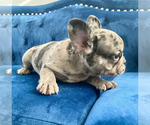 Small Photo #5 French Bulldog Puppy For Sale in SCREVEN, GA, USA