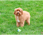 Small #11 Cavapoo (Miniature)