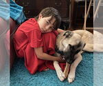Small #1 Anatolian Shepherd-Great Pyrenees Mix