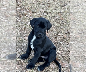 Dalmatian-Labrador Retriever Mix Puppy for sale in DUBLIN, GA, USA