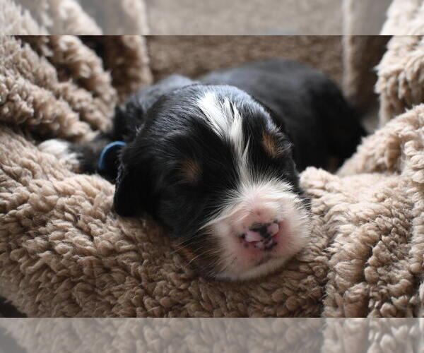 Medium Photo #14 Bernedoodle Puppy For Sale in ELMWOOD, IL, USA
