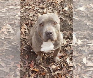Father of the American Bully puppies born on 12/21/2022