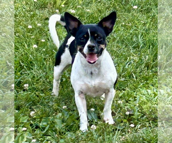 Medium Photo #1 Jack-Rat Terrier Puppy For Sale in Batavia, OH, USA
