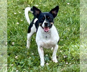 Jack-Rat Terrier Dogs for adoption in Batavia, OH, USA