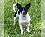 Small Jack-Rat Terrier