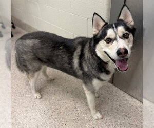 Siberian Husky Dogs for adoption in Brighton, CO, USA