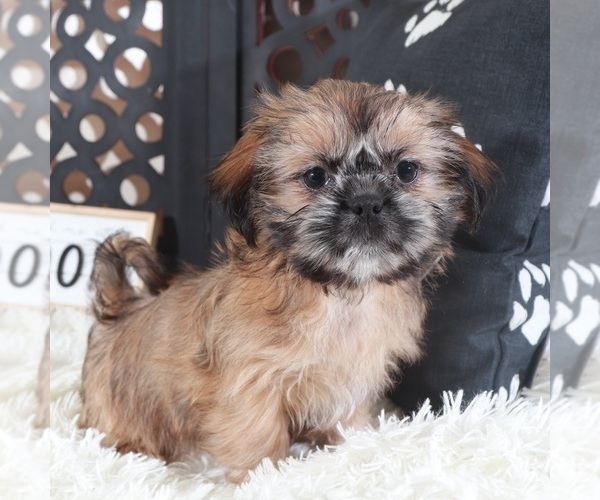 Medium Photo #4 Shih Tzu Puppy For Sale in MOUNT VERNON, OH, USA