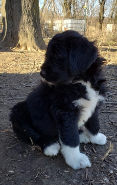 Medium Photo #1 Pyredoodle Puppy For Sale in GOWER, MO, USA