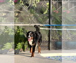 Small #2 Bernese Mountain Dog