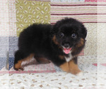 Small #2 Miniature Australian Shepherd