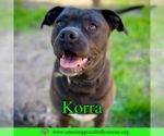 Small American Pit Bull Terrier Mix