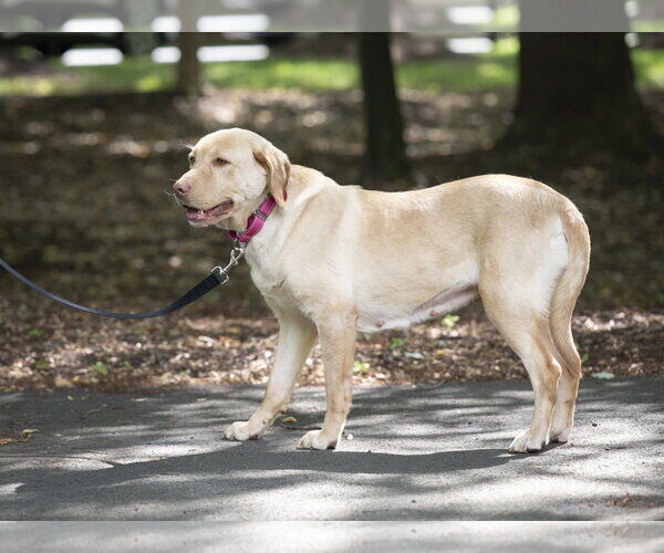 Medium Photo #7 Labrador Retriever Puppy For Sale in Arlington, VA, USA