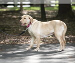 Small #6 Labrador Retriever