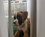 Small #2 Boxer