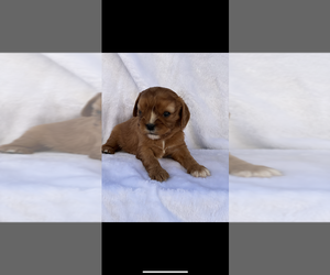 Cavalier King Charles Spaniel Puppy for sale in NILES, MI, USA