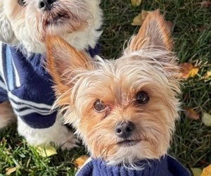 Father of the YorkiePoo puppies born on 12/04/2025